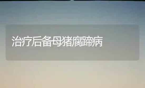 治疗后备母猪腐蹄病 | 家畜养殖