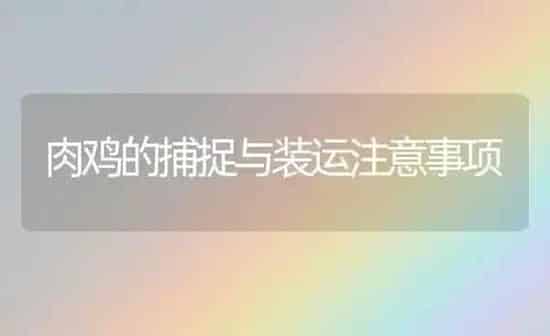 肉鸡的捕捉与装运注意事项 | 家禽养殖
