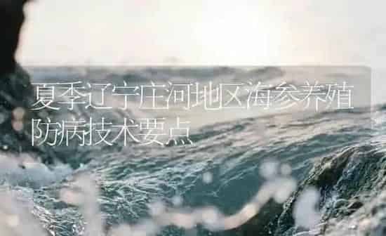 夏季辽宁庄河地区海参养殖防病技术要点 | 海水养殖