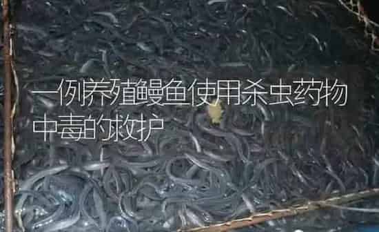 一例养殖鳗鱼使用杀虫药物中毒的救护 | 养殖病虫害防治