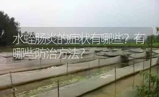 水蛭肠炎的症状有哪些？有哪些防治方法？ | 特种养殖