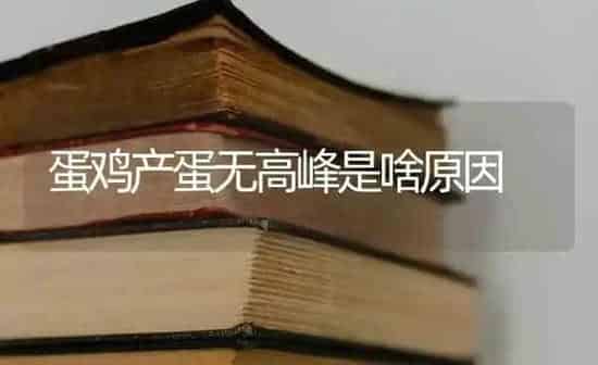 蛋鸡产蛋无高峰是啥原因 | 家禽养殖