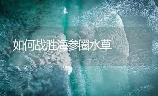 如何战胜海参圈水草 | 海水养殖
