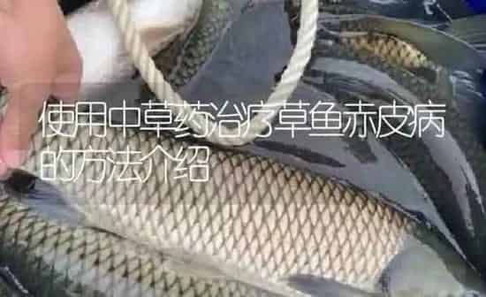 使用中草药治疗草鱼赤皮病的方法介绍 | 养殖病虫害防治