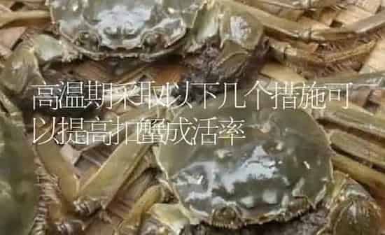 高温期采取以下几个措施可以提高扣蟹成活率 | 淡水养殖