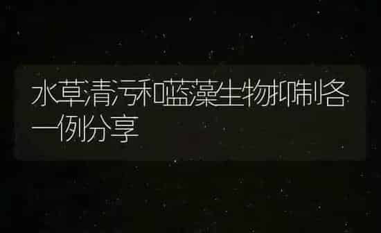 水草清污和蓝藻生物抑制各一例分享 | 动物养殖百科