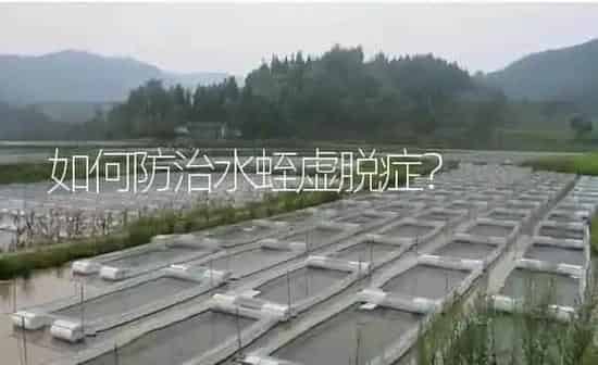如何防治水蛭虚脱症？ | 特种养殖