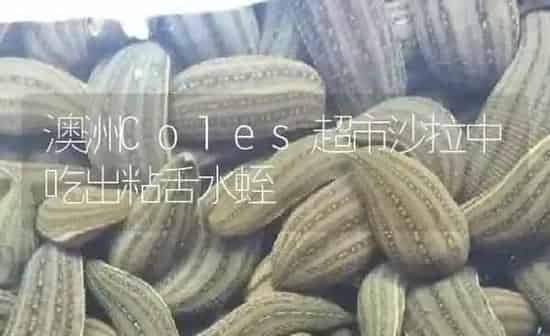 澳洲Coles超市沙拉中吃出粘舌水蛭 | 特种养殖