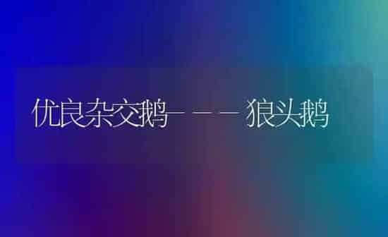 优良杂交鹅---狼头鹅 | 家禽养殖