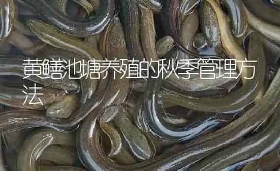黄鳝池塘养殖的秋季管理方法 | 淡水养殖