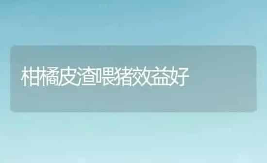 柑橘皮渣喂猪效益好 | 家畜养殖