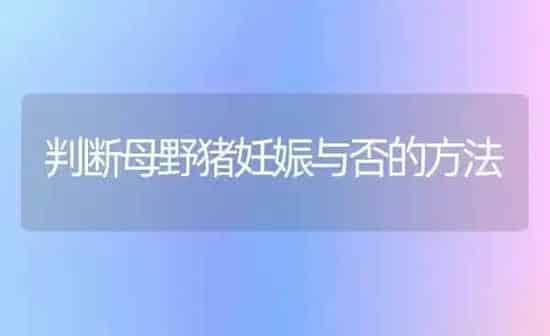 判断母野猪妊娠与否的方法 | 家畜养殖