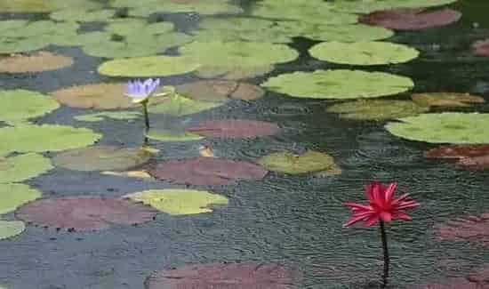 低温阴雨期的水产养殖管理方法