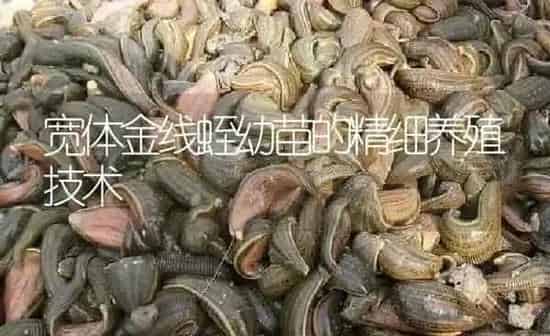 宽体金线蛭幼苗的精细养殖技术 | 特种养殖