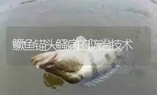 鳜鱼锚头鳋病的防治技术 | 淡水养殖