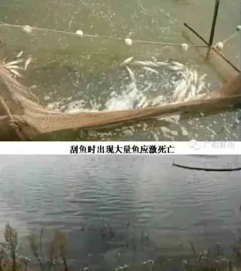 加州鲈养殖户出鱼前后鱼塘的管理技术