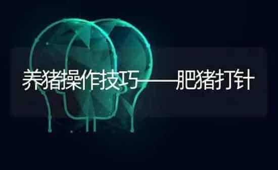 养猪操作技巧——肥猪打针 | 家畜养殖