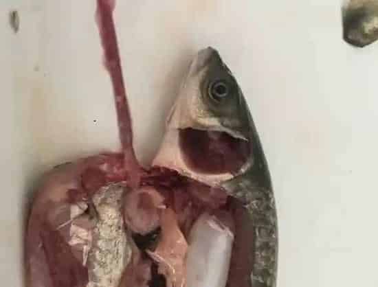超详细的青鱼药敏实验案例