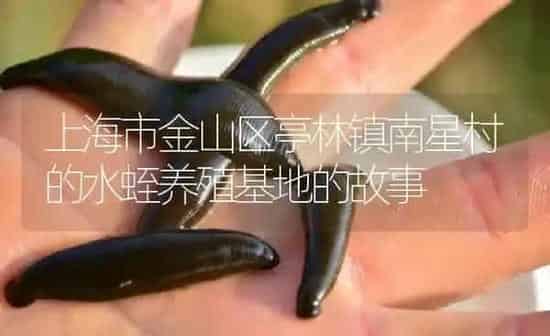 上海市金山区亭林镇南星村的水蛭养殖基地的故事 | 特种养殖