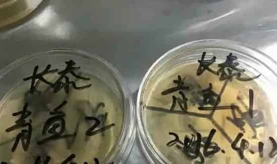 超详细的青鱼药敏实验案例