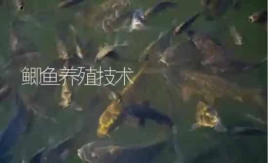 鲫鱼养殖技术 | 淡水养殖