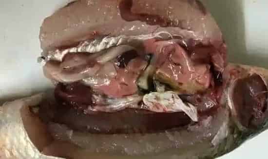 超详细的青鱼药敏实验案例