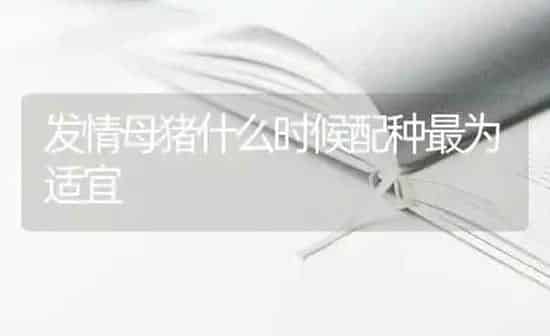 发情母猪什么时候配种最为适宜 | 家畜养殖