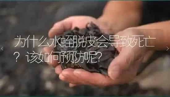 为什么水蛭脱皮会导致死亡?该如何预防呢? | 特种养殖