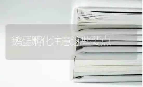 鹅蛋孵化注意这些要点 | 家禽养殖