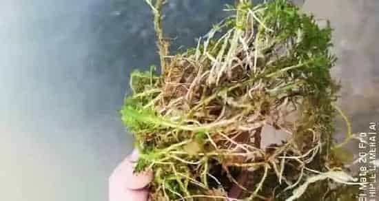 河蟹塘高温保草到底有没有必要？