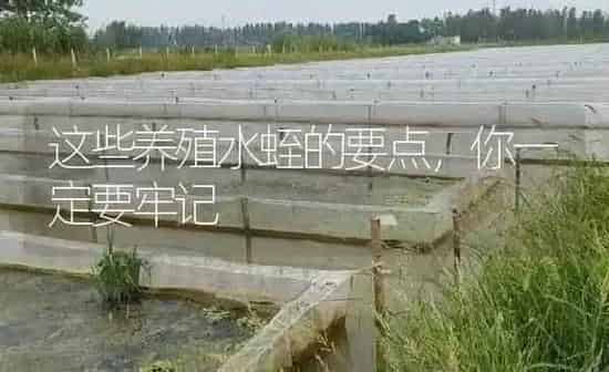 这些养殖水蛭的要点，你一定要牢记 | 特种养殖