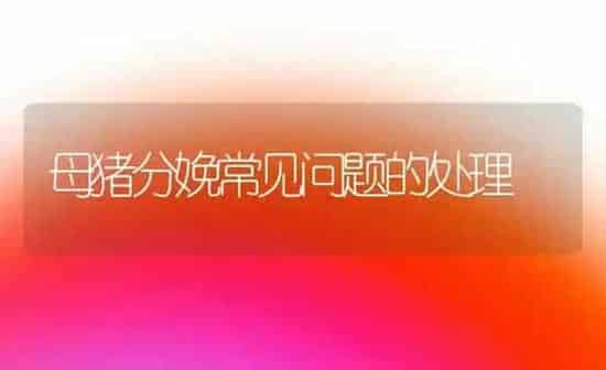 母猪分娩常见问题的处理 | 家畜养殖