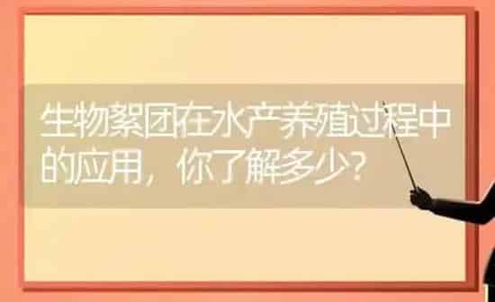生物絮团在水产养殖过程中的应用，你了解多少？ | 动物养殖百科