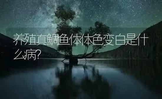 养殖真鲷鱼体体色变白是什么病？ | 海水养殖