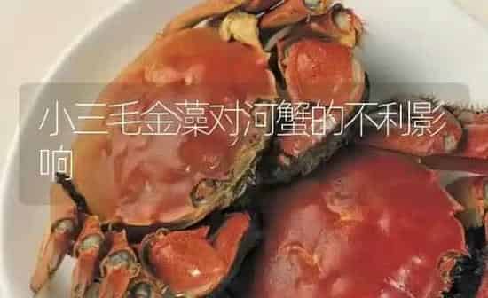 小三毛金藻对河蟹的不利影响 | 淡水养殖