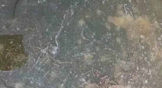 养殖户如何通过粪便来查看对虾生长情况？如何及时有效的处理