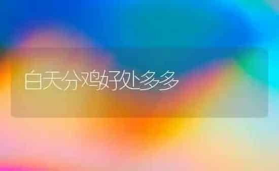白天分鸡好处多多 | 家禽养殖