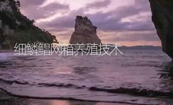 细鳞鲳网箱养殖技术 | 海水养殖