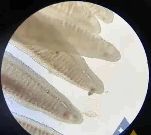 [每周一例]水变后生鱼发生急性氮气气泡病