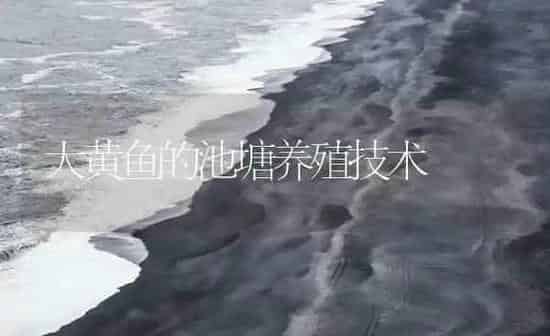 大黄鱼的池塘养殖技术 | 海水养殖