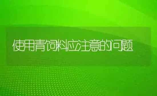 使用青饲料应注意的问题 | 动物养殖饲料