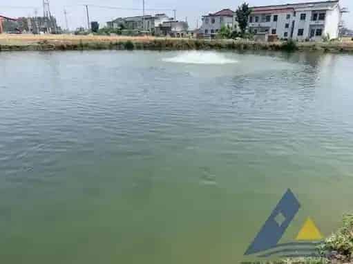 [每周一例]水变后生鱼发生急性氮气气泡病