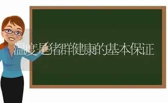 温度是猪群健康的基本保证 | 家畜养殖