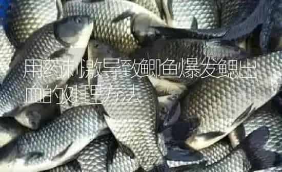 用药刺激导致鲫鱼爆发鳃出血的处理方法 | 养殖病虫害防治