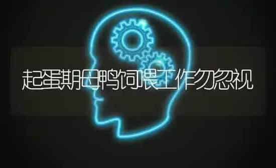 起蛋期母鸭饲喂工作勿忽视 | 家禽养殖