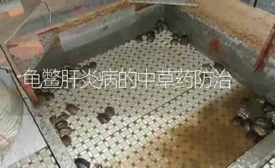 龟鳖肝炎病的中草药防治 | 养殖病虫害防治