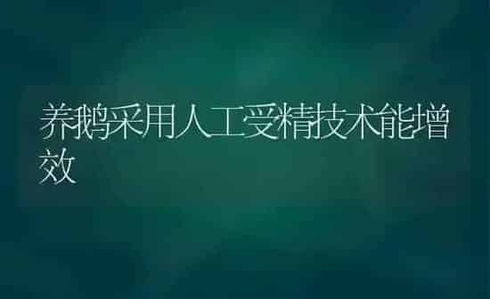 养鹅采用人工受精技术能增效 | 家禽养殖