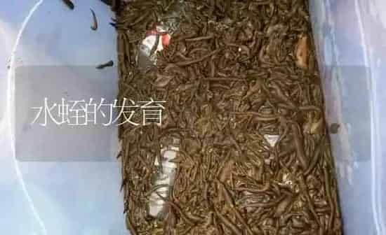 水蛭的发育 | 特种养殖