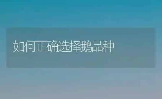 如何正确选择鹅品种 | 家禽养殖