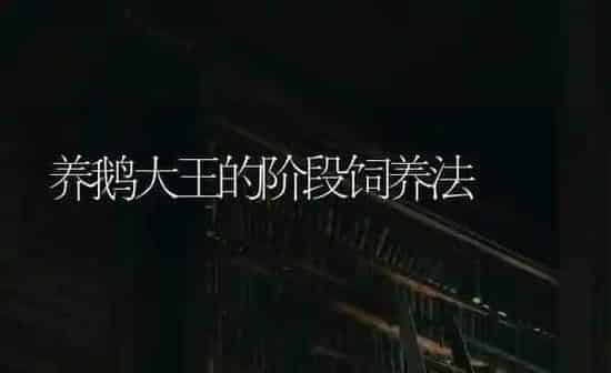 养鹅大王的阶段饲养法 | 家禽养殖